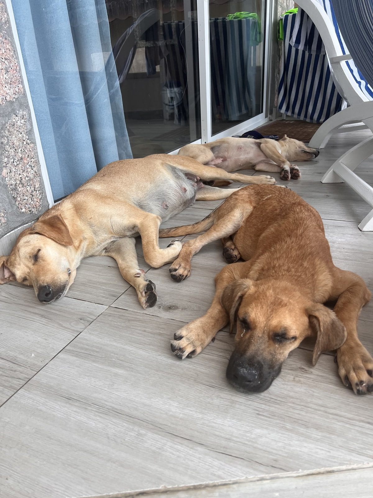 2 Hunde auf der Terrasse in den Seychellen